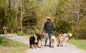Young woman dog walker with pack of dogs on a sunny day in forest setting.