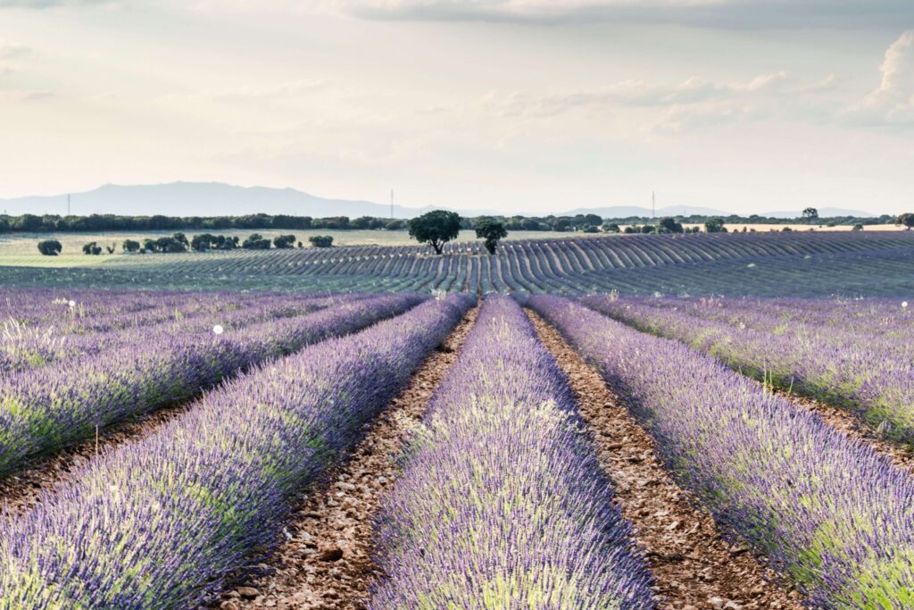 featured image for lavender blog