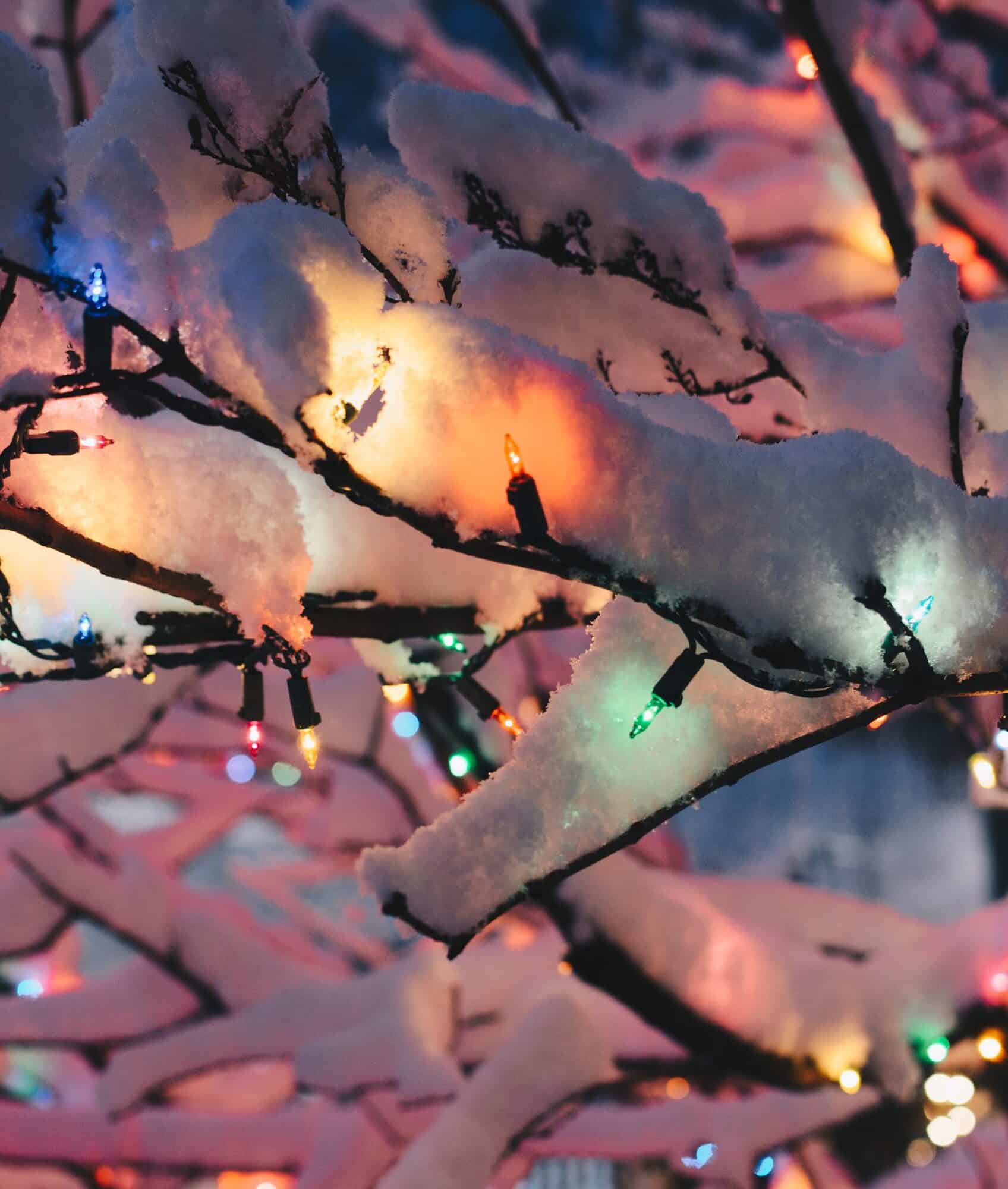 Close up of snow covered branches with sparkling holiday lights on it.