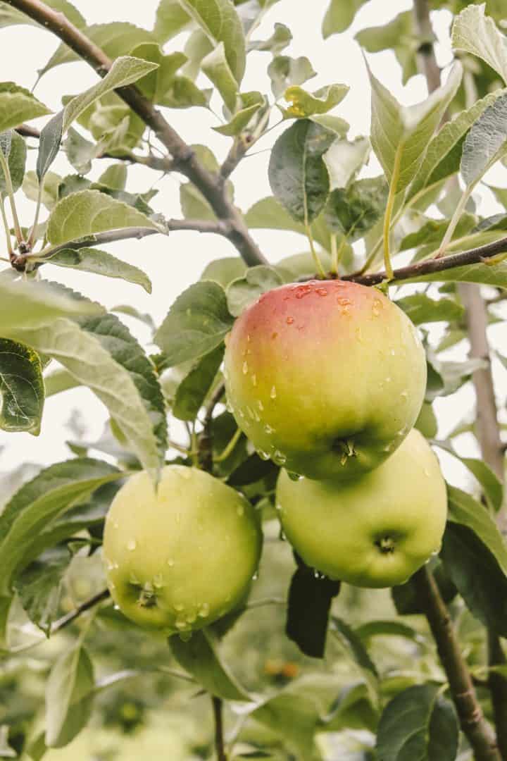 green apples are hanging off a branch with green leaves. one of the apples is partly red